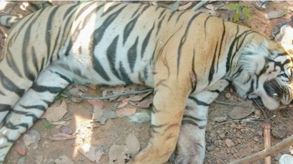 শরণখোলায় পূর্ব সুন্দরবনের রেঞ্জে ভোলা নদীর ধুনছেবাড়িয়া চর থেকে মৃত বাঘ উদ্ধার