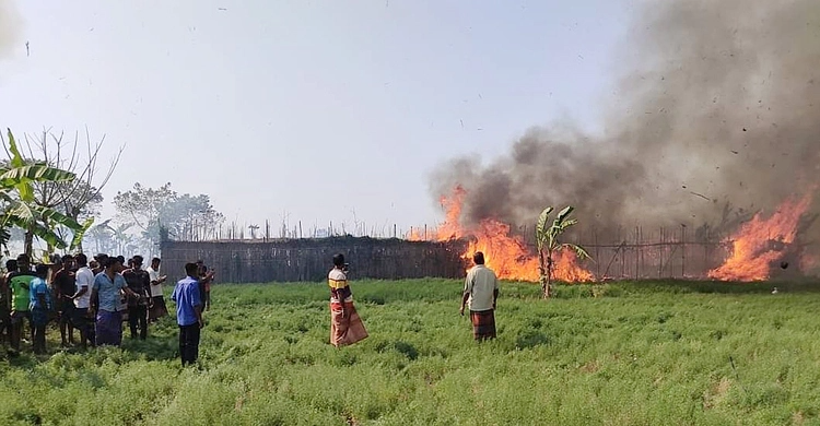 সিগারেটের আগুনে পুড়ল ১০০ বিঘা পানের বরজ