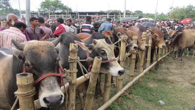 সারাদেশে জমজমাট পশুর হাট-ক্রেতা-বেপারীদের ভিড়