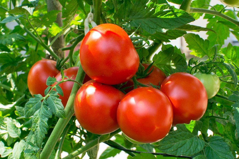 Eating lots of tomatoes may affect ‘Kidneys’
