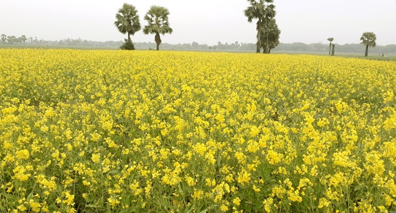 সবুজের গায়ে হলুদের আঁচড়