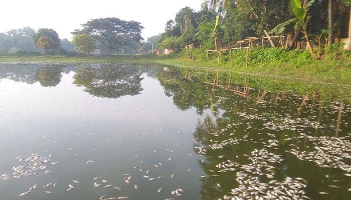 নারায়ণগঞ্জের রূপগঞ্জে শত্রুর বিষে মরল ২ লাখ টাকার মাছ