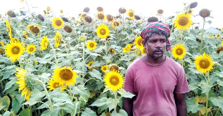 সূর্যমুখি চাষ করে মহাবিপদে চাষিরা