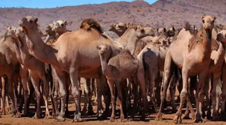 Thousands of Australian camels are to be slaughtered