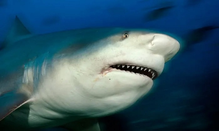 Swimmer dies in New Caledonia shark attack
