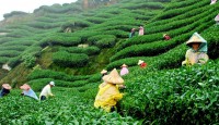 Record 10m kg made tea production target in northern districts