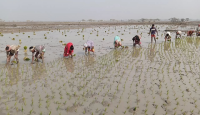 নওগাঁয় শীত ও কুয়াশার মধ্যেও ইরি বোরো ধান রোপণ শুরু
